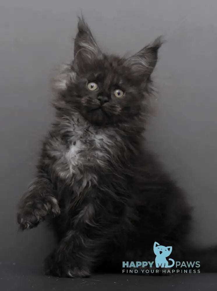 Garry Maine Coon polydactyl male black smoke live animals