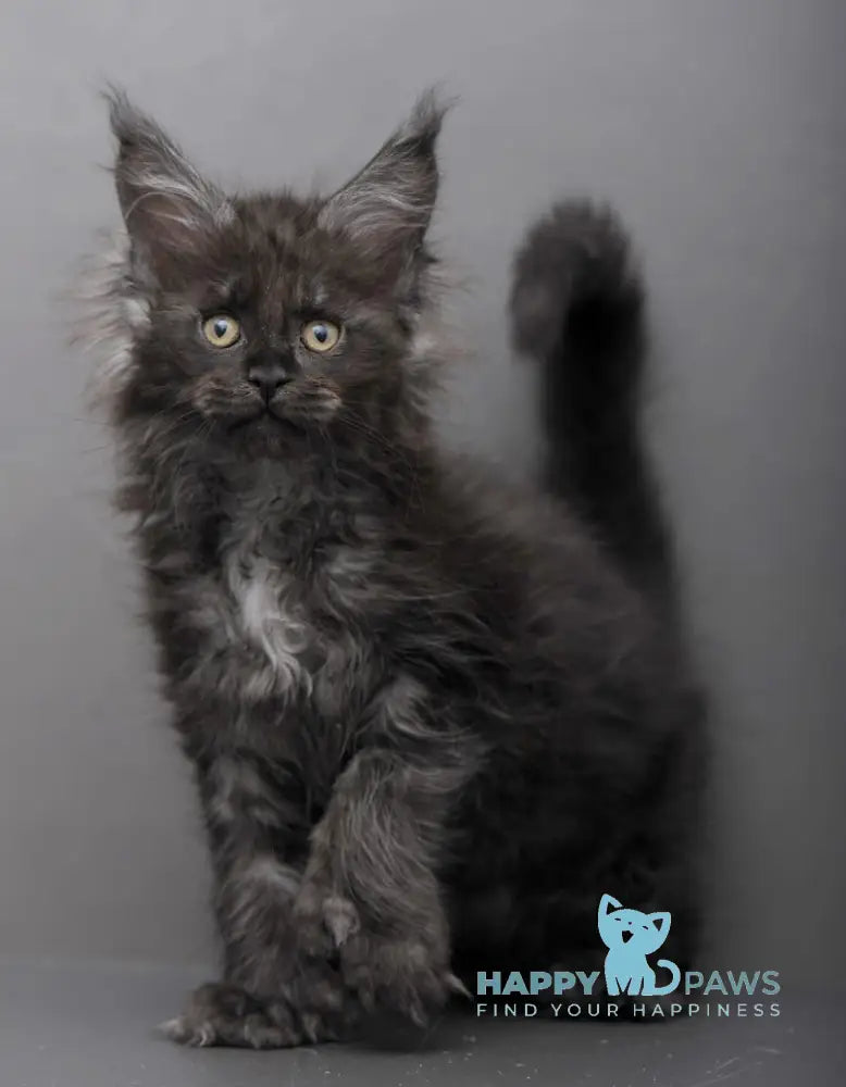 Garry Maine Coon polydactyl male black smoke live animals