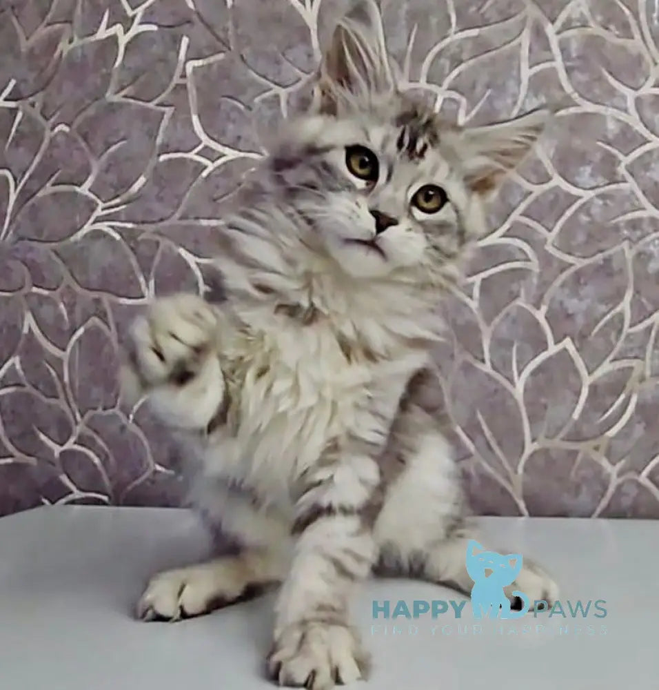 Gayia Maine Coon Female Black Silver Tabby Live Animals