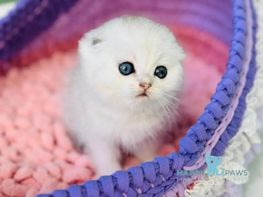 Gemma Scottish Fold Female Black Silver Shaded Pointed Live Animals