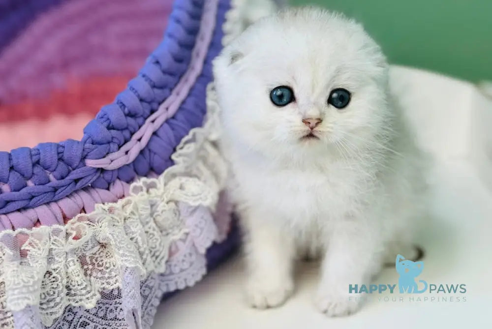 Gemma Scottish Fold Female Black Silver Shaded Pointed Live Animals