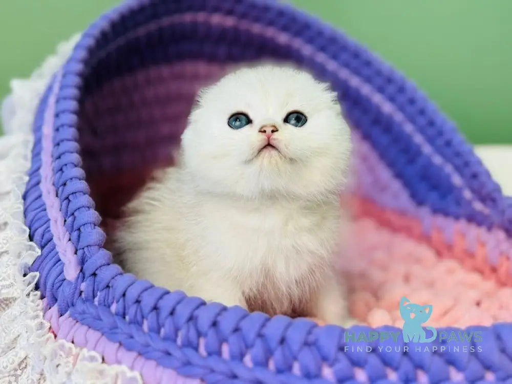 Gemma Scottish Fold Female Black Silver Shaded Pointed Live Animals