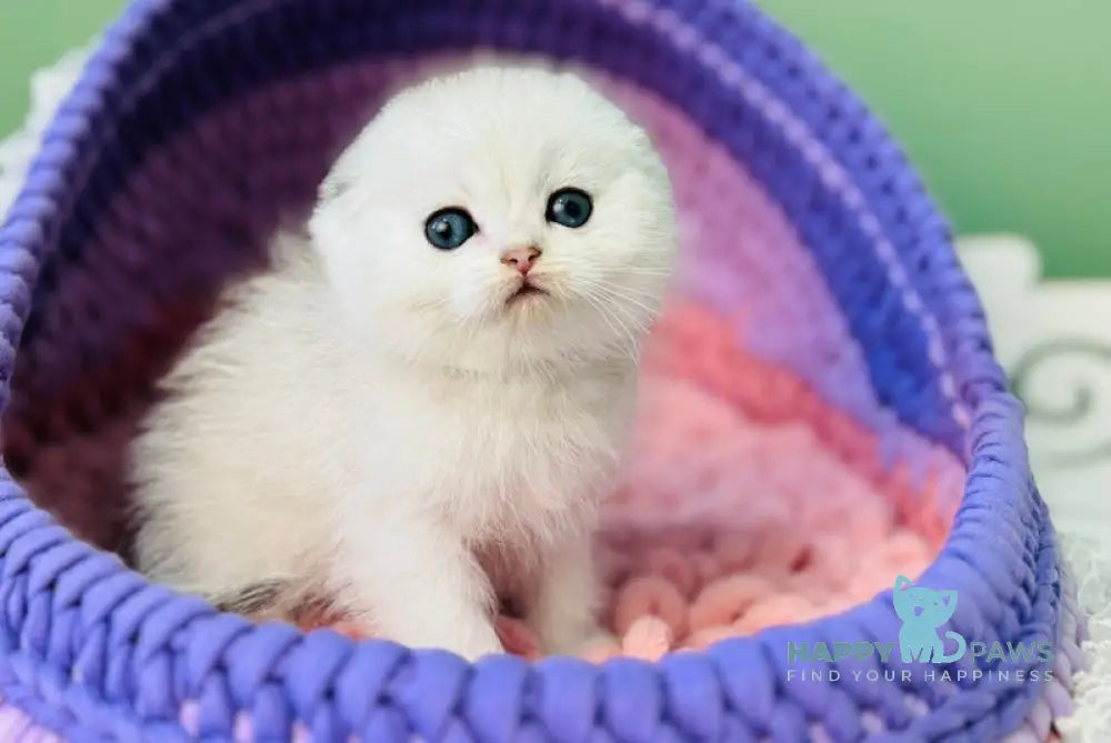 Gemma Scottish Fold Female Black Silver Shaded Pointed Live Animals