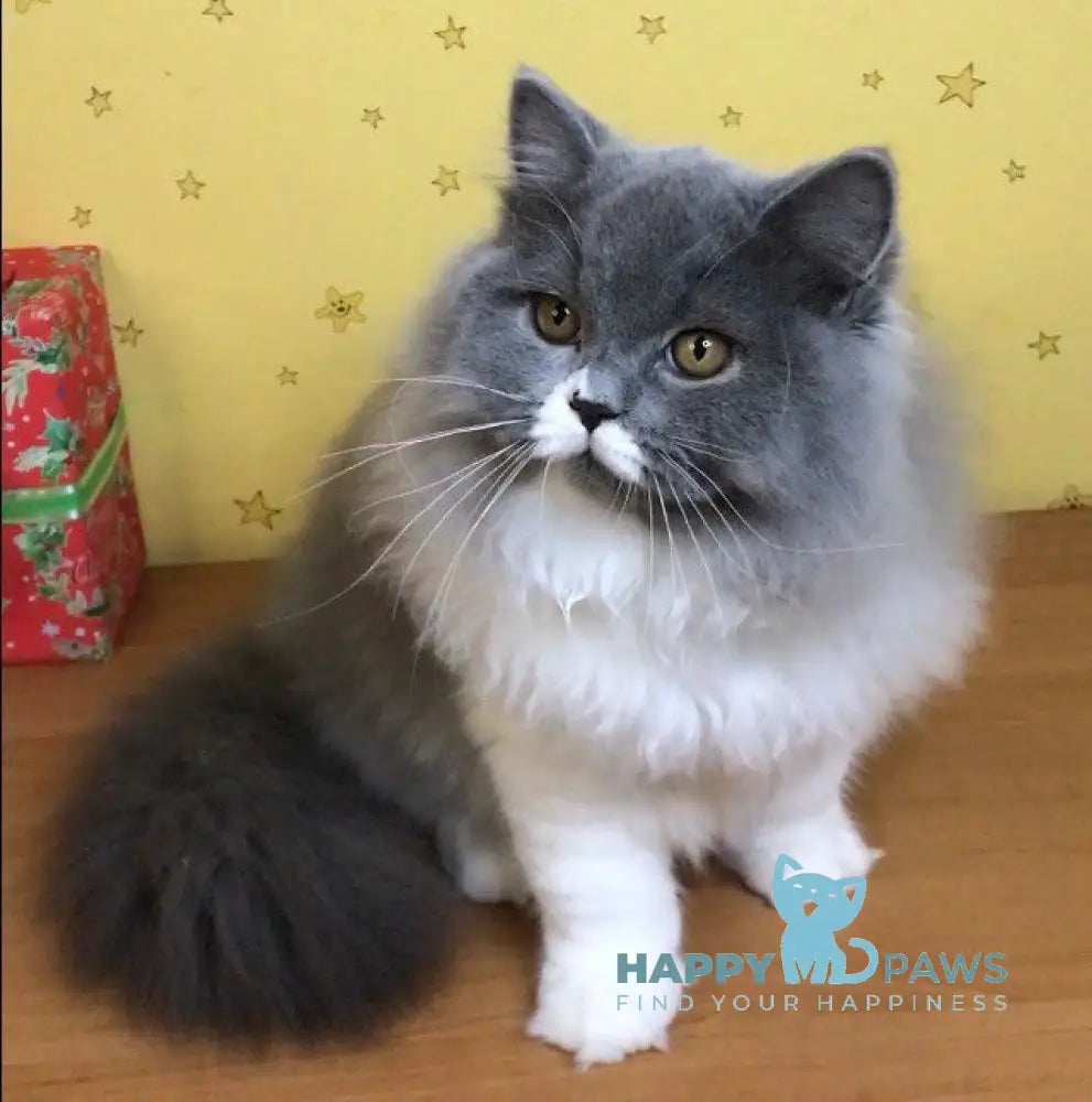 George British Longhair Male Blue Bicolour Live Animals