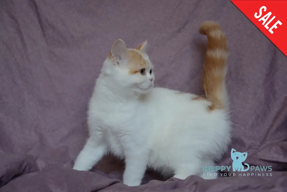 Gera Scottish Fold Female Red Tabby Van Live Animals