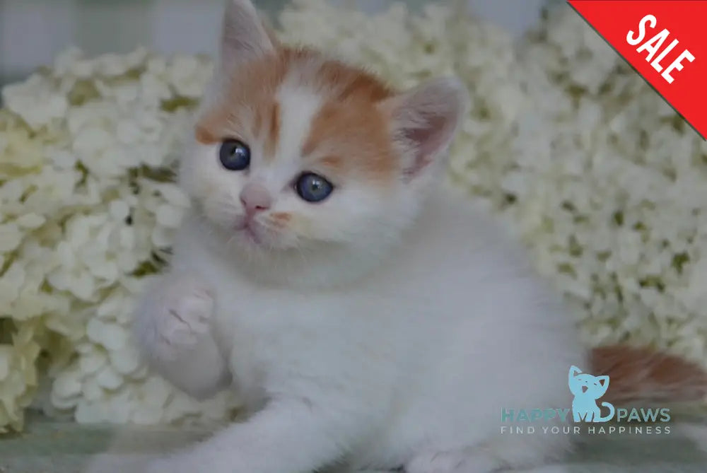 Gera Scottish Fold Female Red Tabby Van Live Animals