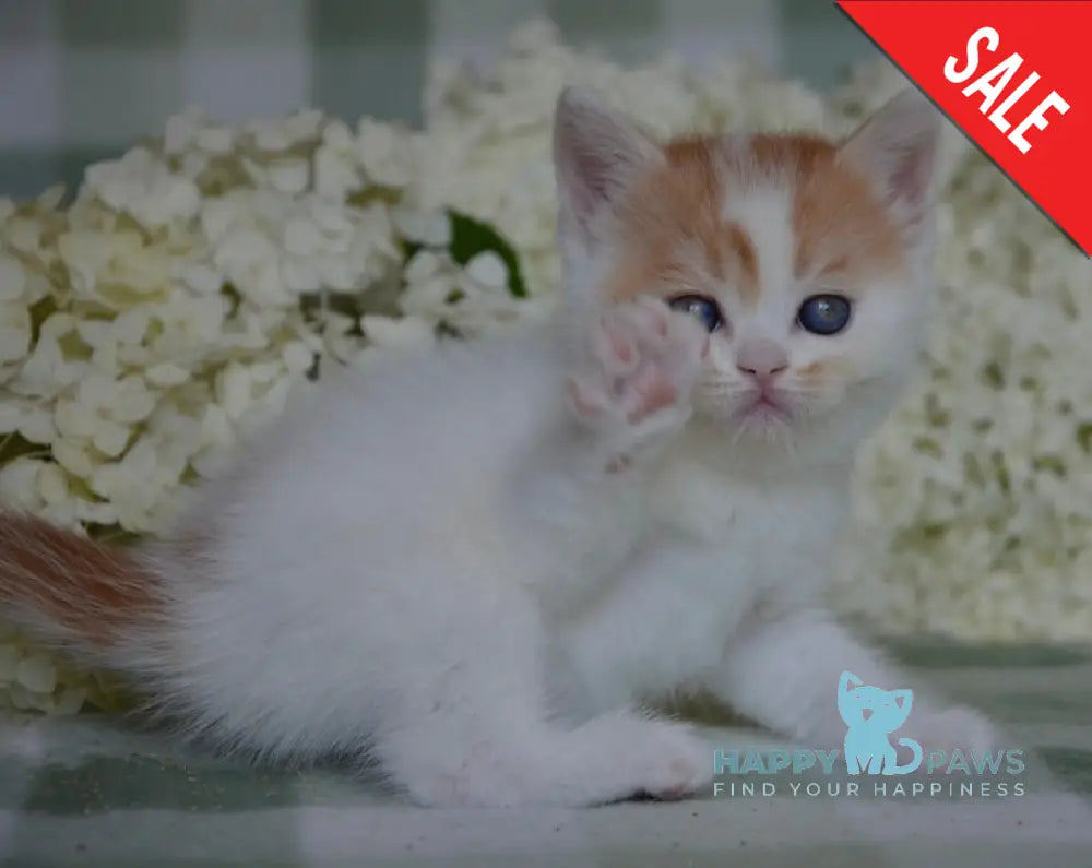 Gera Scottish Fold Female Red Tabby Van Live Animals