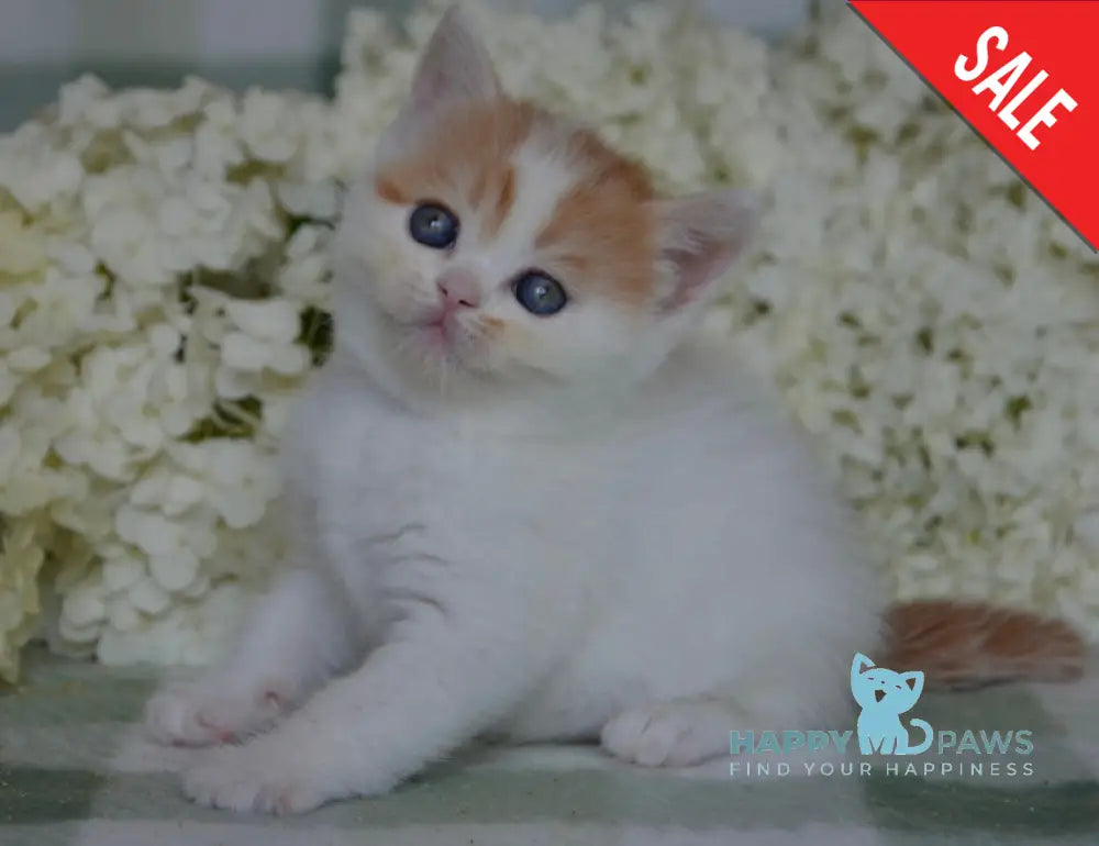 Gera Scottish Fold Female Red Tabby Van Live Animals