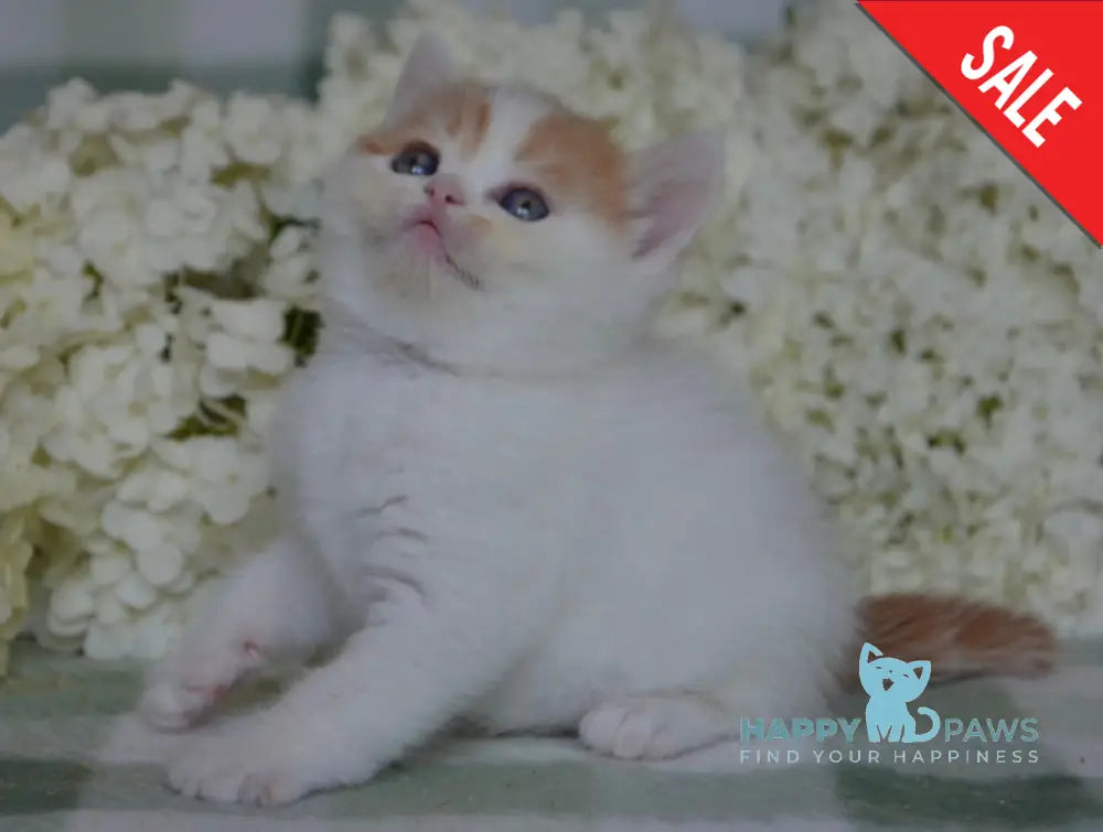 Gera Scottish Fold Female Red Tabby Van Live Animals