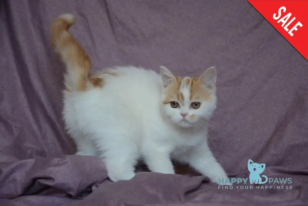 Gera Scottish Fold Female Red Tabby Van Live Animals