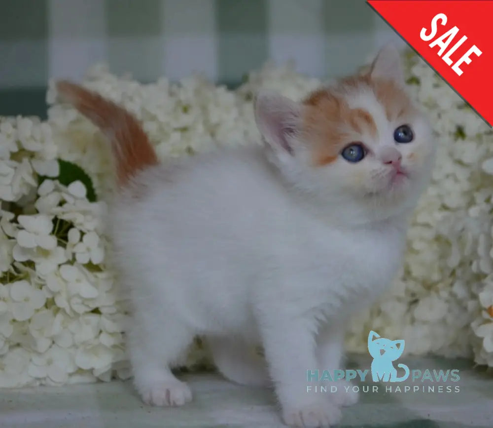 Gera Scottish Fold Female Red Tabby Van Live Animals