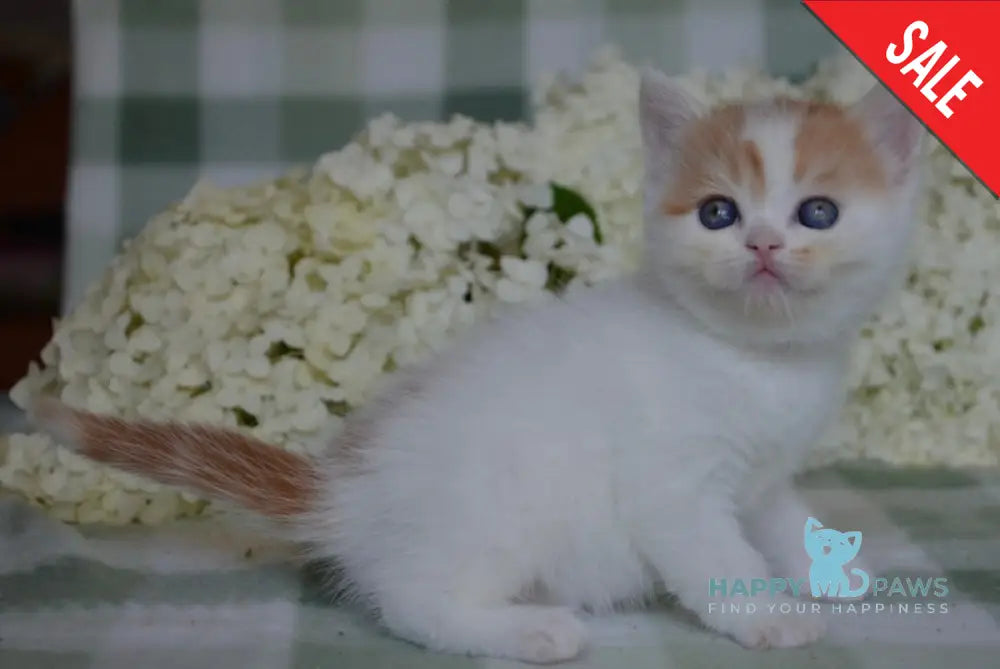 Gera Scottish Fold Female Red Tabby Van Live Animals