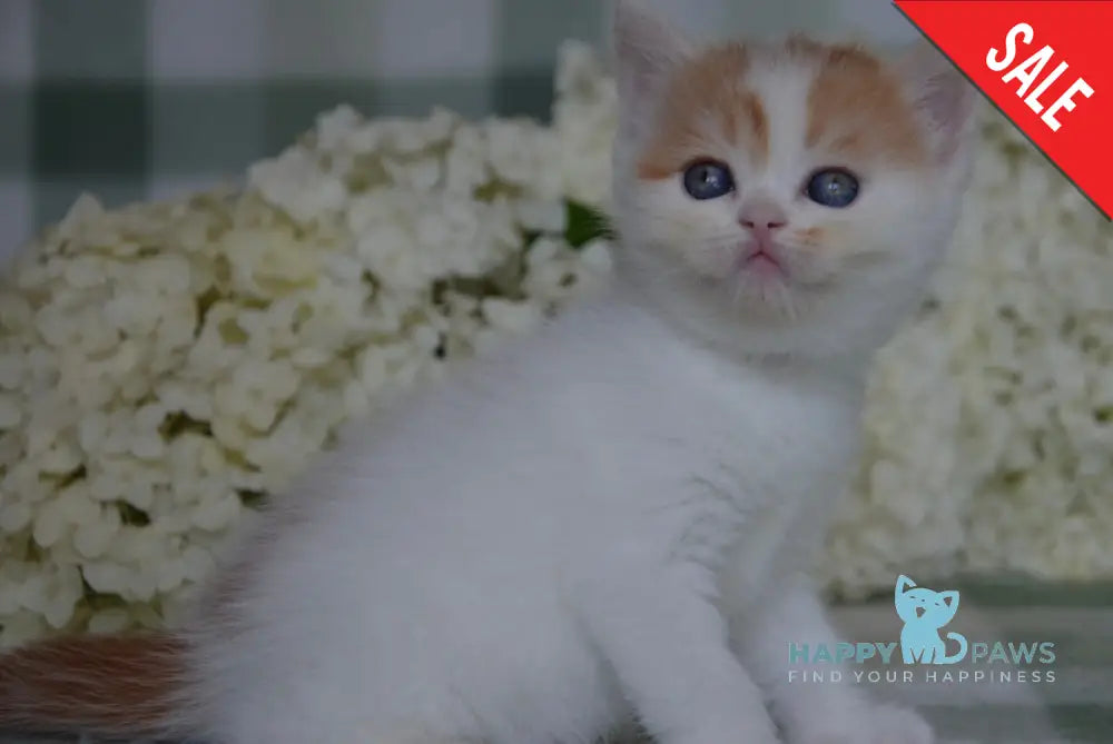 Gera Scottish Fold Female Red Tabby Van Live Animals