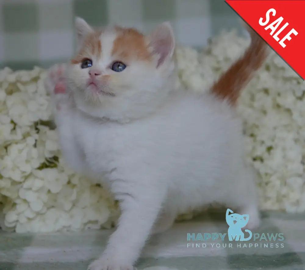 Gera Scottish Fold Female Red Tabby Van Live Animals