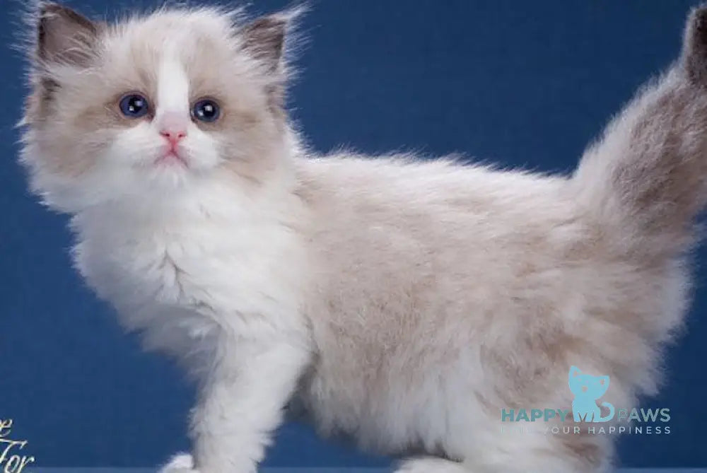 Gerda Ragdoll Female Seal Pointed Bicolour Live Animals