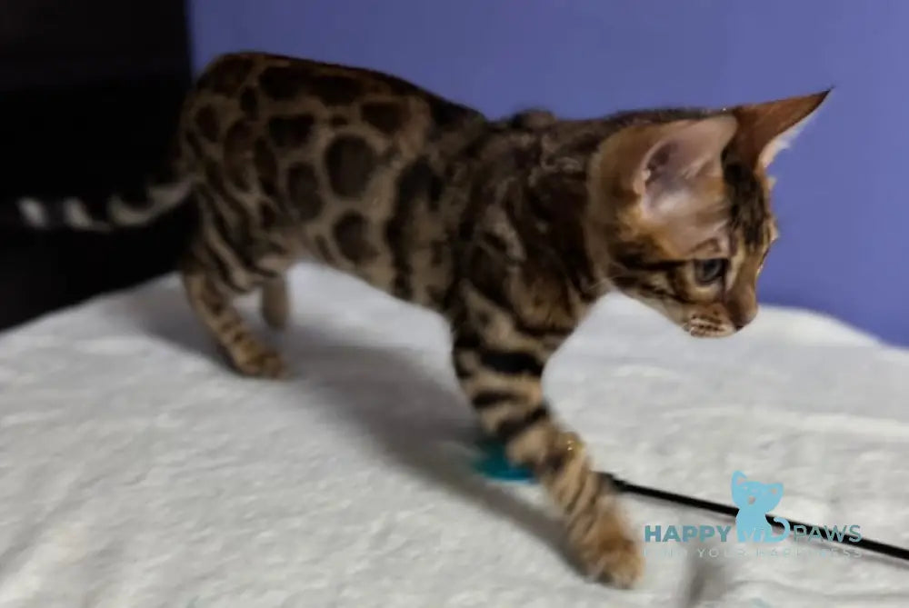 Germes Bengal Male Black Spotted Tabby Live Animals