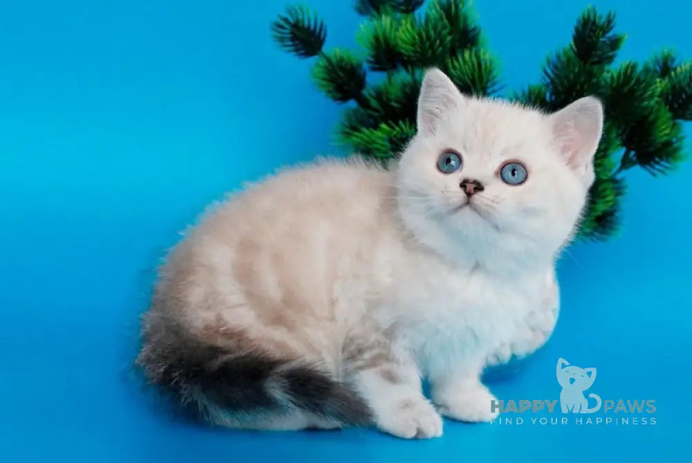 Germes British Shorthair Male Black Silver Tabby Pointed Live Animals