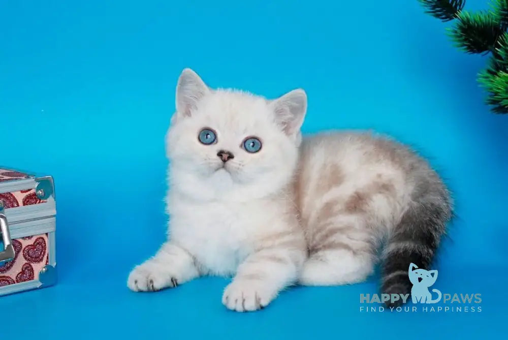 Germes British Shorthair Male Black Silver Tabby Pointed Live Animals