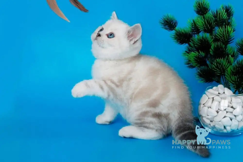 Germes British Shorthair Male Black Silver Tabby Pointed Live Animals