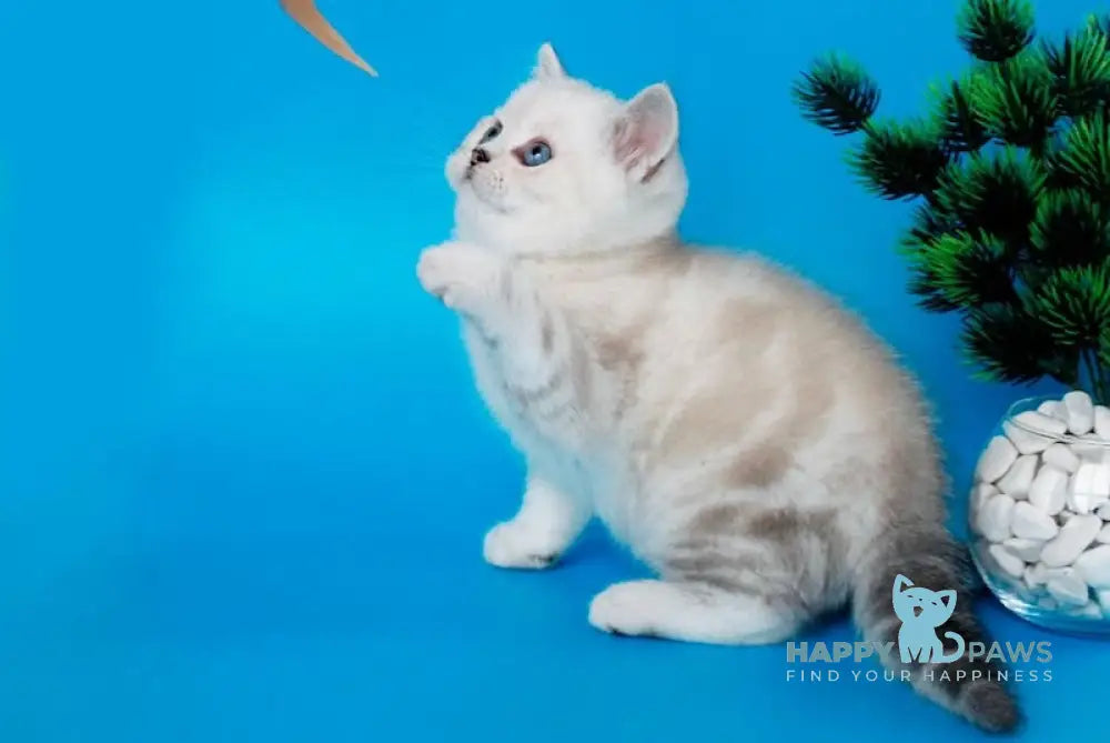 Germes British Shorthair Male Black Silver Tabby Pointed Live Animals