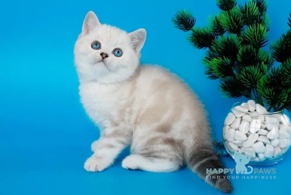 Germes British Shorthair Male Black Silver Tabby Pointed Live Animals