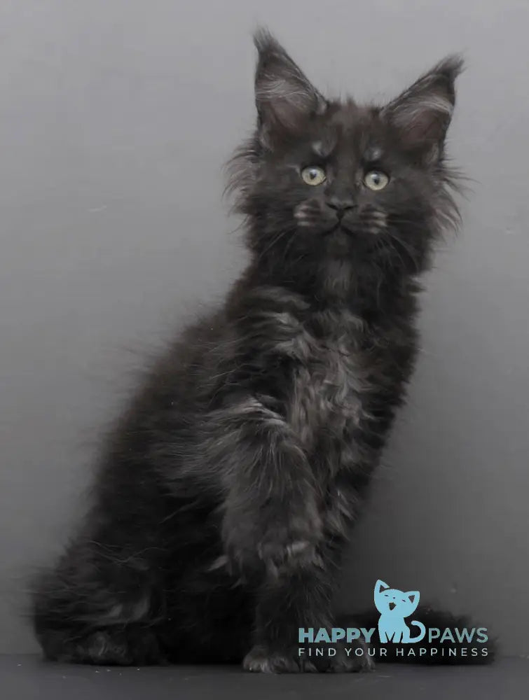 Germiona Maine Coon polydactyl female black smoke live animals