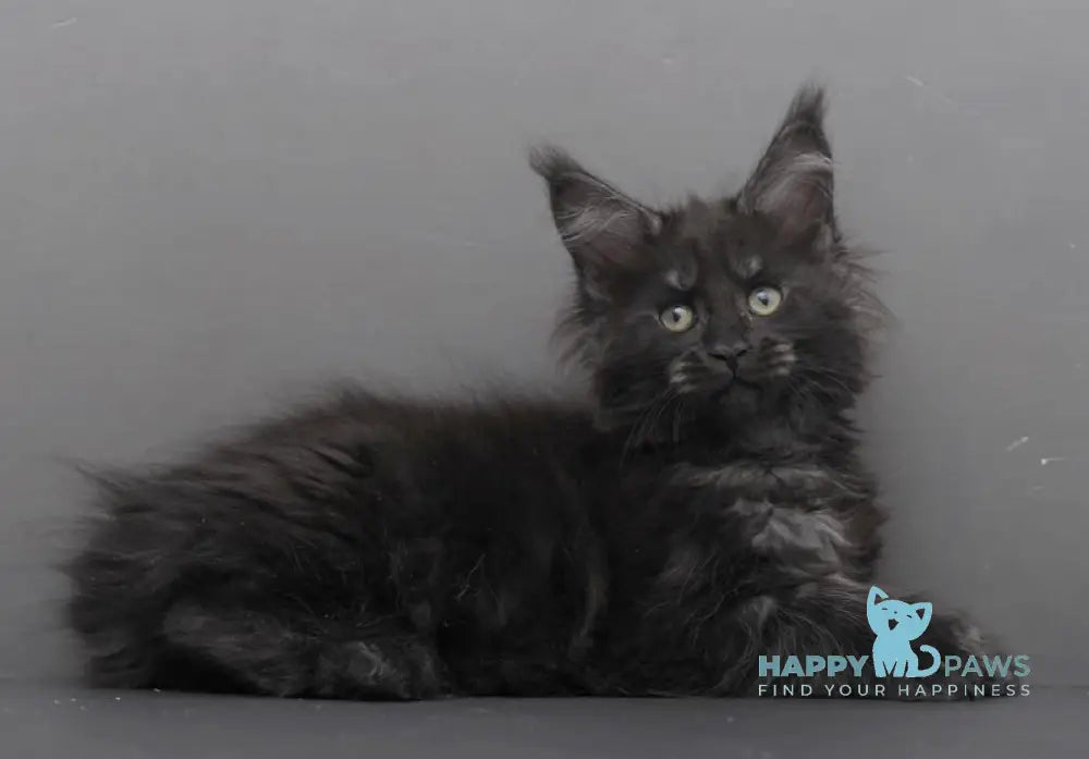 Germiona Maine Coon polydactyl female black smoke live animals