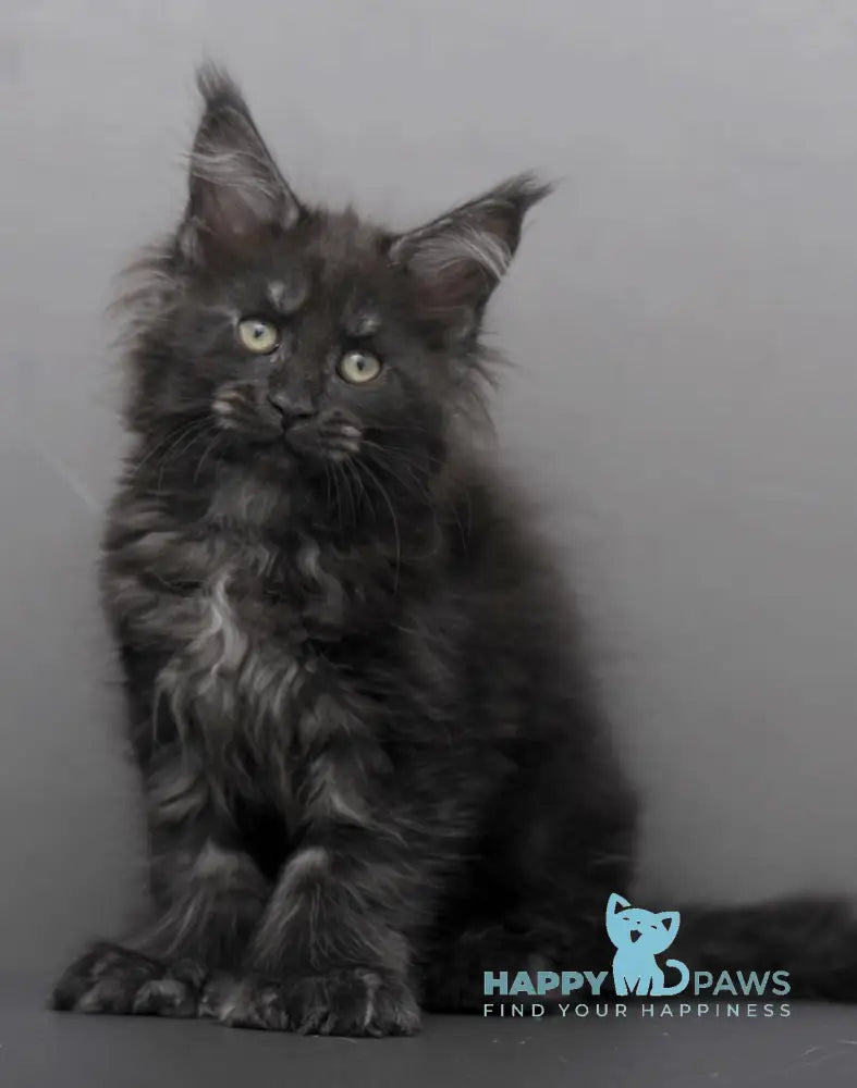 Germiona Maine Coon polydactyl female black smoke live animals