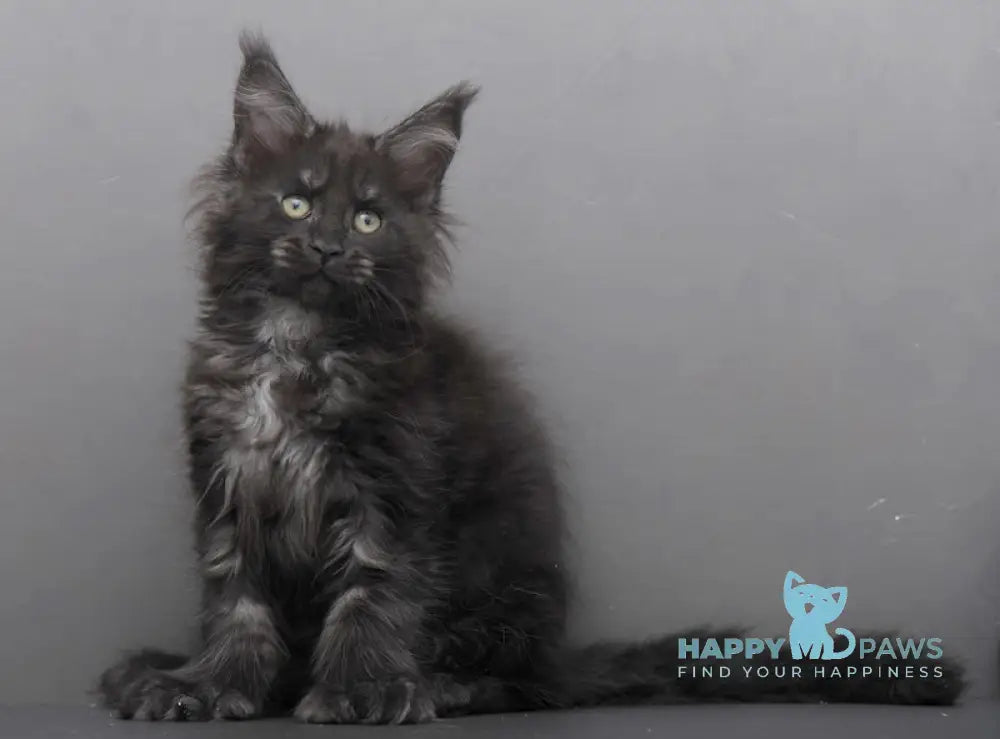 Germiona Maine Coon polydactyl female black smoke live animals