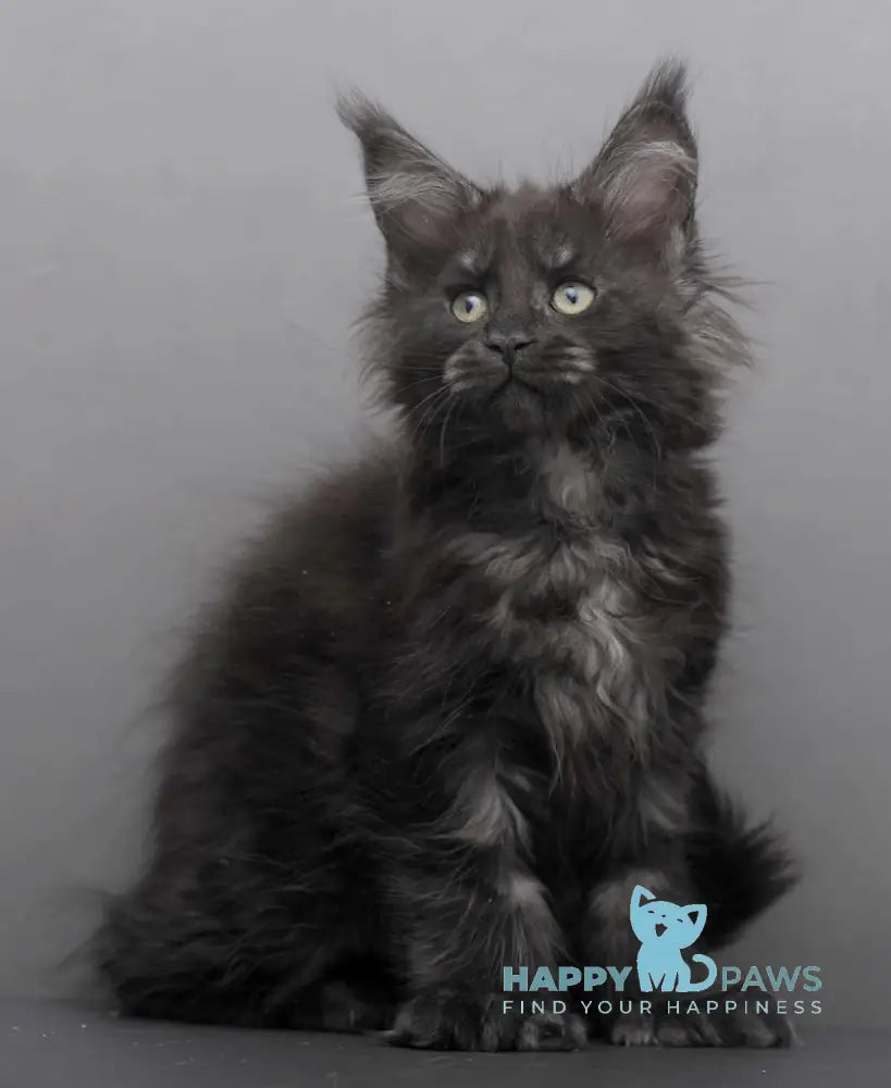 Germiona Maine Coon polydactyl female black smoke live animals