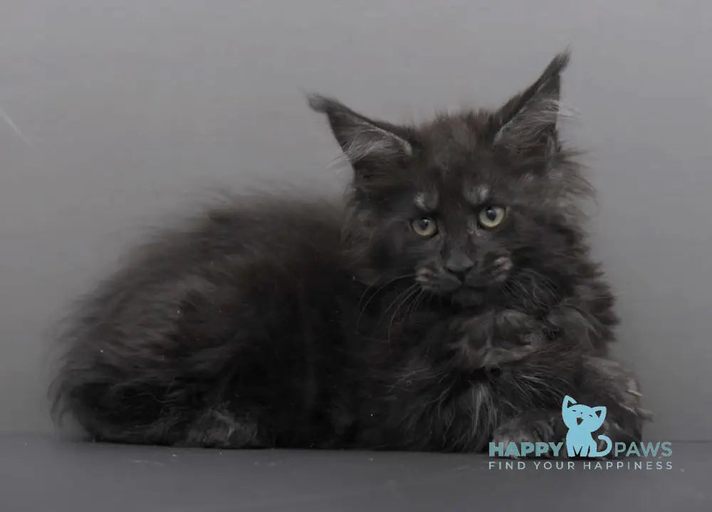 Germiona Maine Coon polydactyl female black smoke live animals