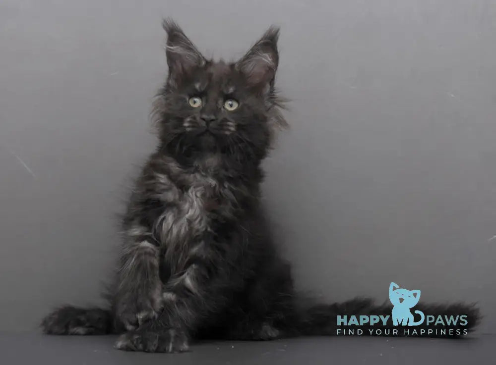 Germiona Maine Coon polydactyl female black smoke live animals