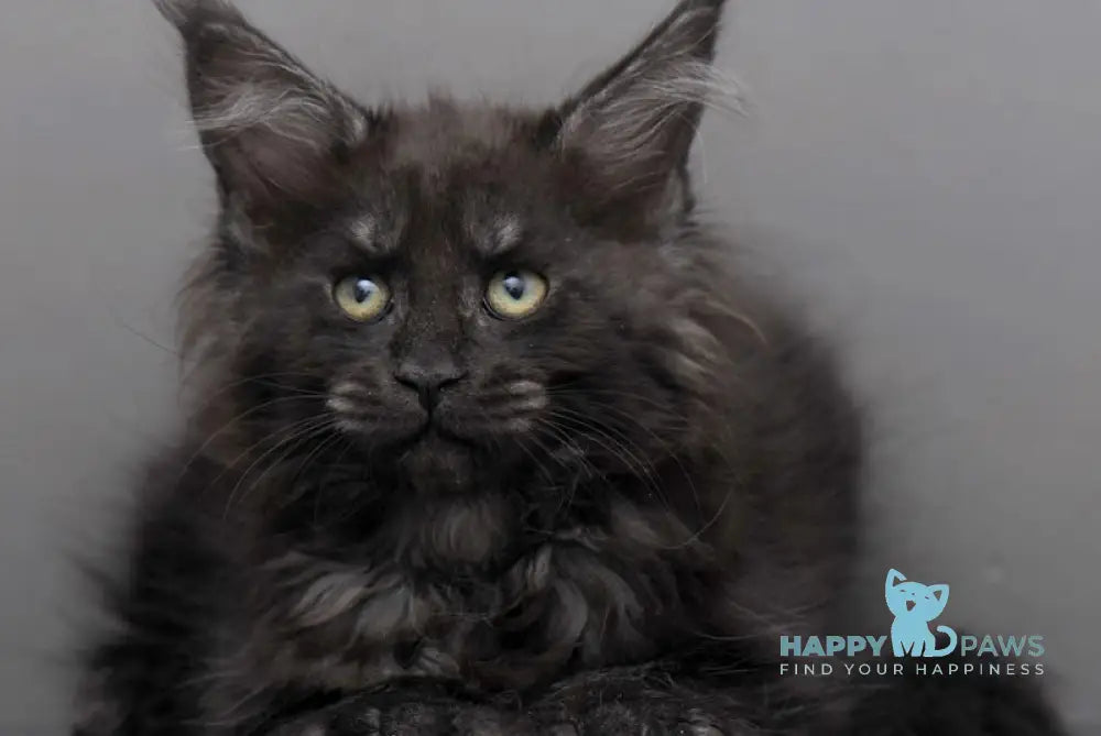 Germiona Maine Coon polydactyl female black smoke live animals