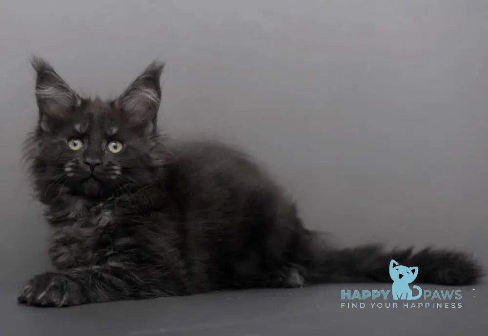 Germiona Maine Coon polydactyl female black smoke live animals