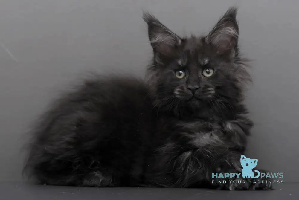 Germiona Maine Coon polydactyl female black smoke live animals