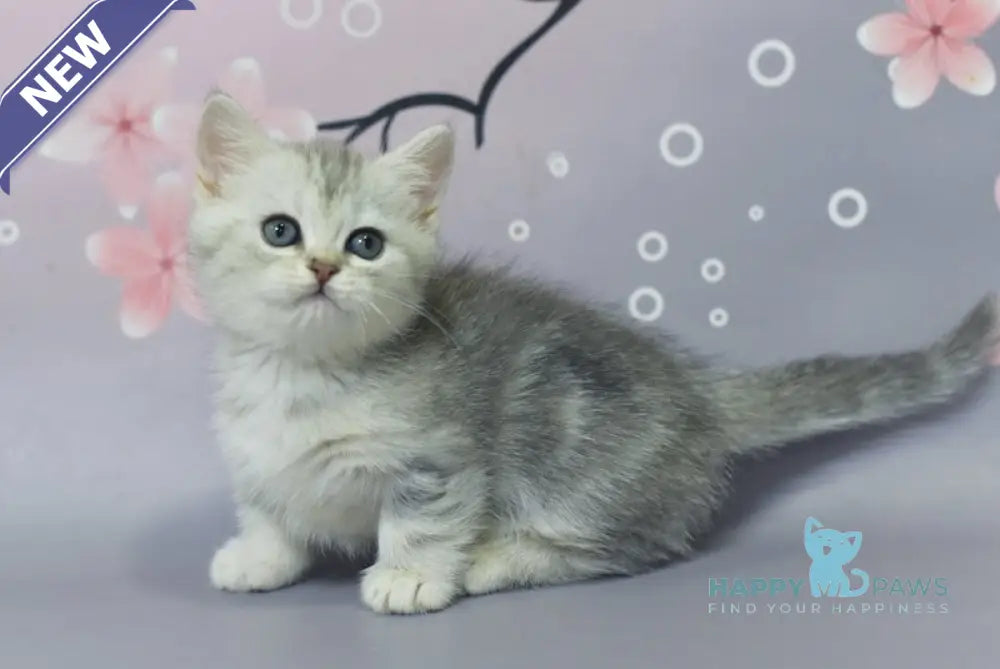 Germiona Minuet Female Black Silver Tabby Live Animals