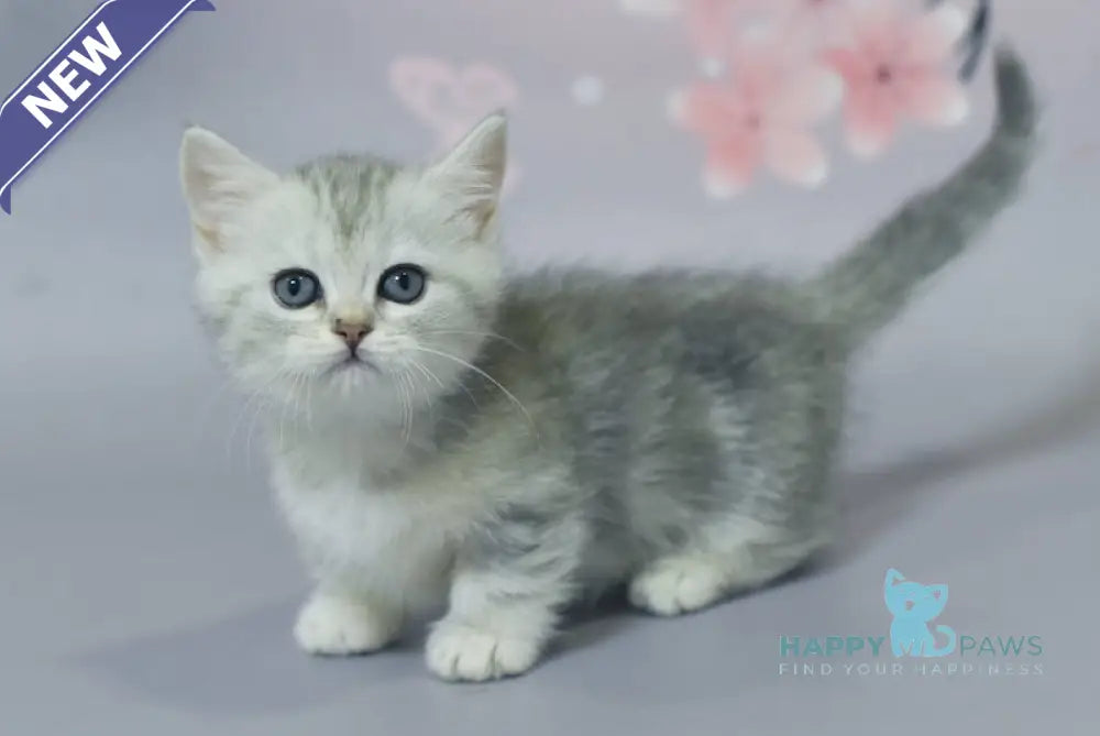 Germiona Minuet Female Black Silver Tabby Live Animals