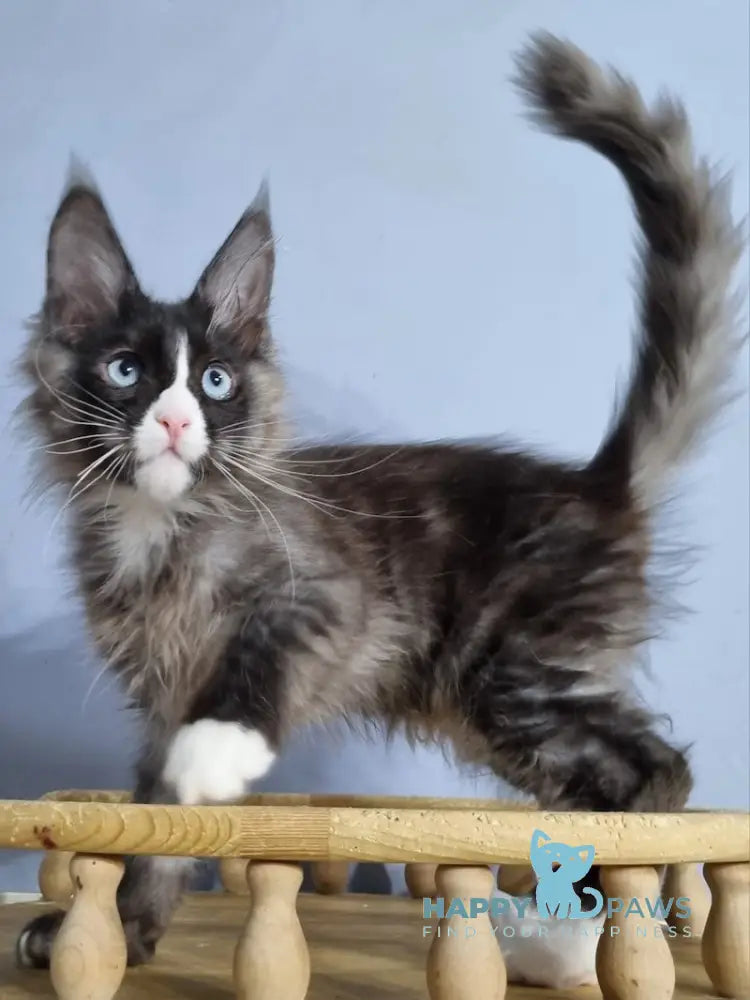 Gerold Maine Coon Male Black Silver With White Live Animals