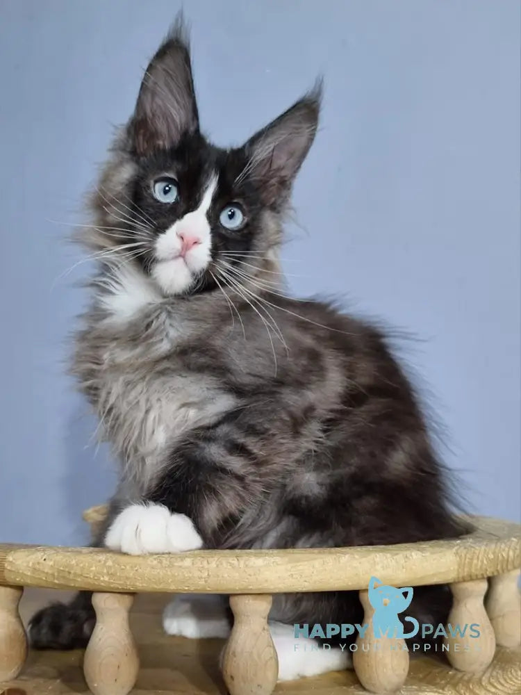 Gerold Maine Coon Male Black Silver With White Live Animals