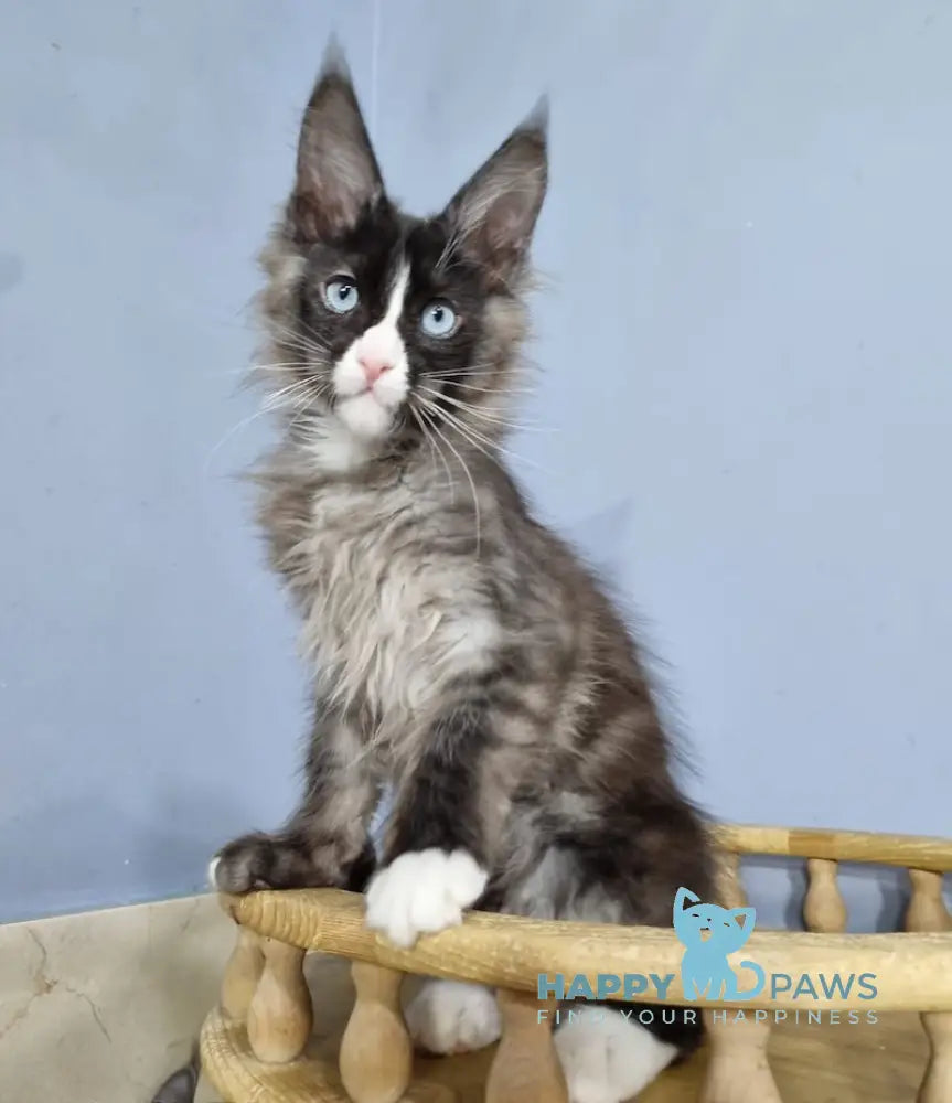 Gerold Maine Coon Male Black Silver With White Live Animals