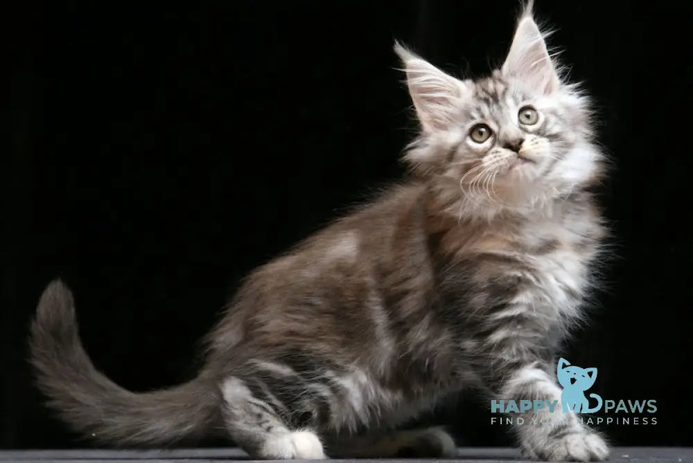 Gina Maine Coon Female Black Tortie Silver Tabby Live Animals