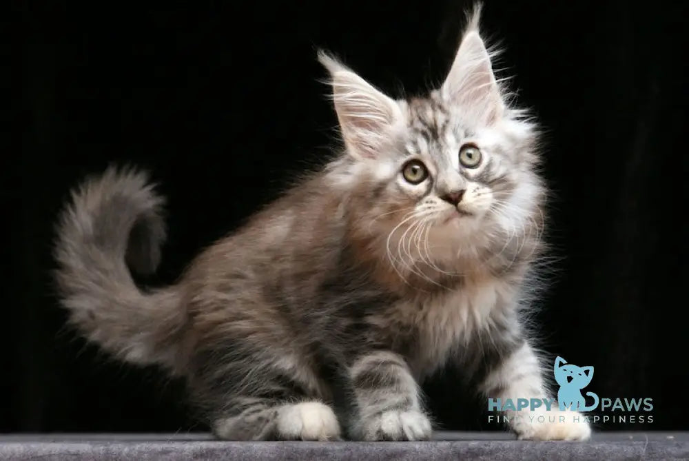 Gina Maine Coon Female Black Tortie Silver Tabby Live Animals