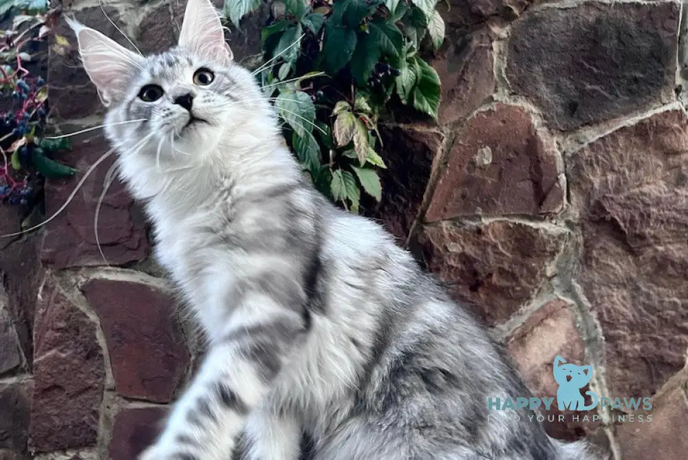 Givenche Maine Coon Female Black Silver Tabby Live Animals