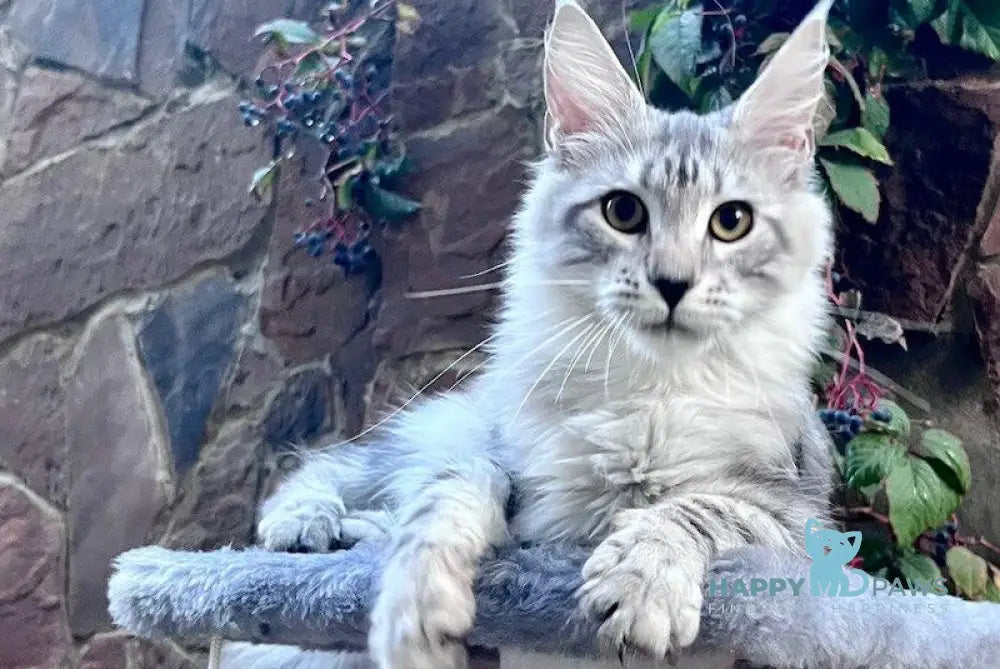 Givenche Maine Coon Female Black Silver Tabby Live Animals