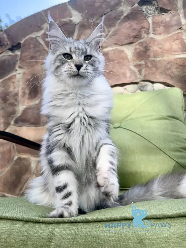 Givenche Maine Coon Female Black Silver Tabby Live Animals