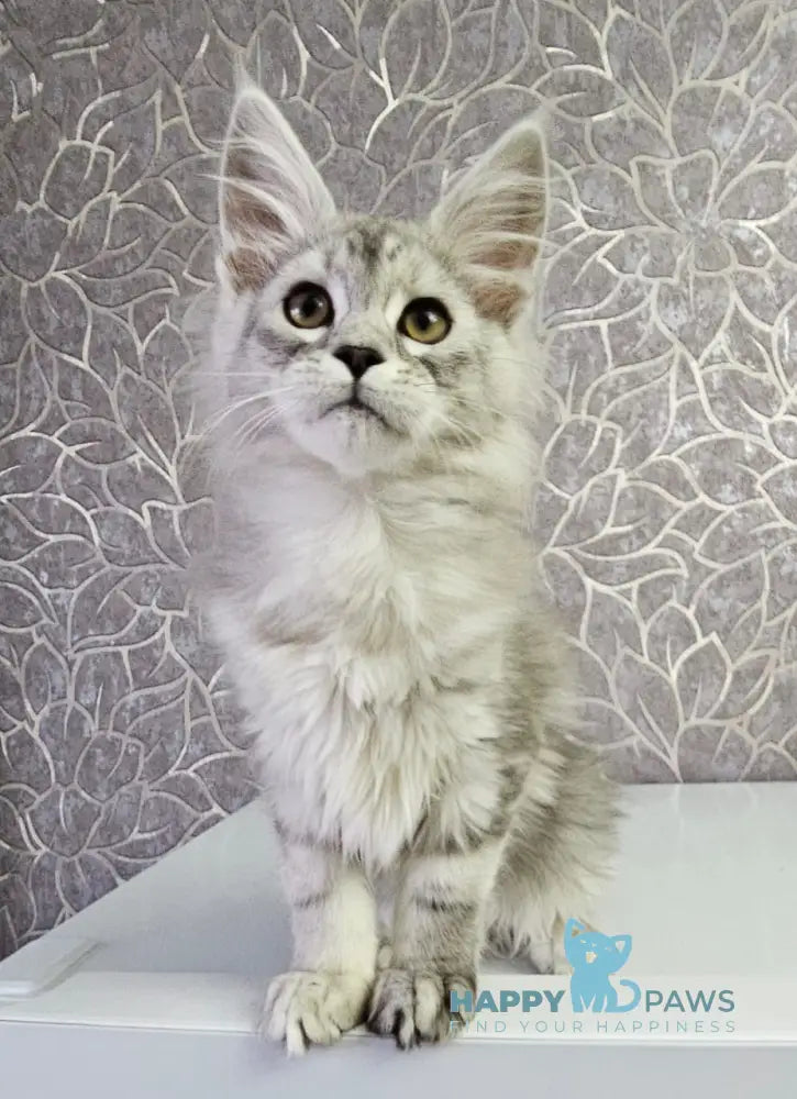 Glamour Maine Coon Male Black Silver Tabby Live Animals