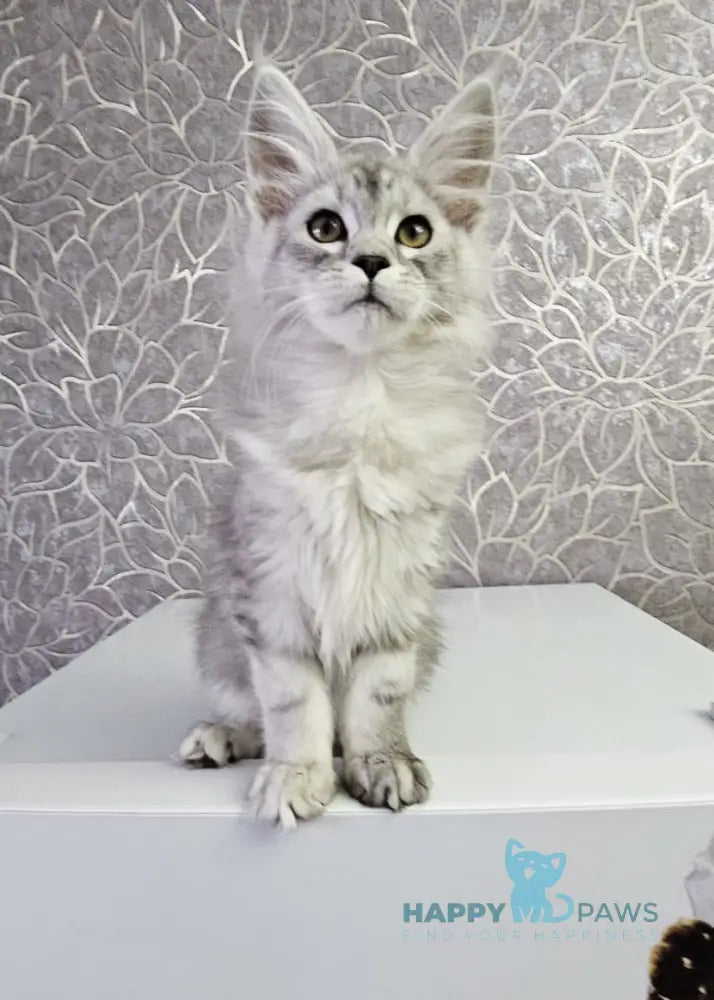 Glamour Maine Coon Male Black Silver Tabby Live Animals