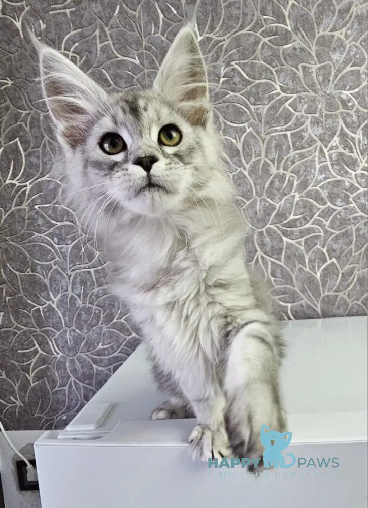 Glamour Maine Coon Male Black Silver Tabby Live Animals