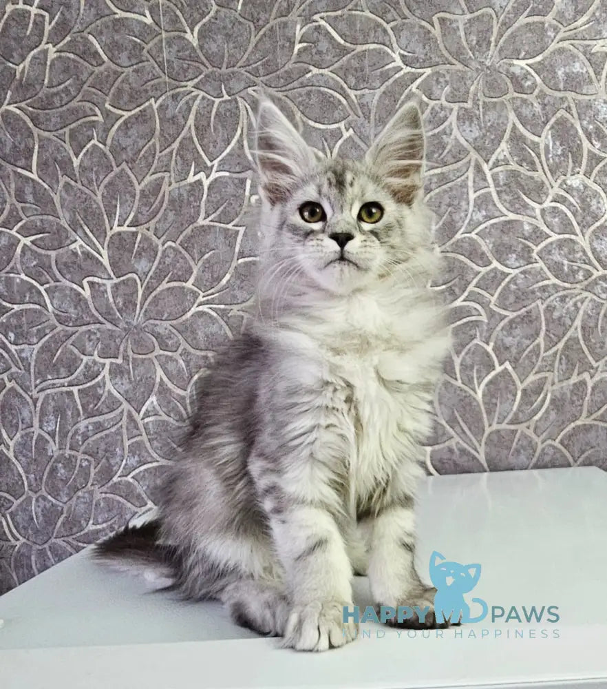 Glamour Maine Coon Male Black Silver Tabby Live Animals