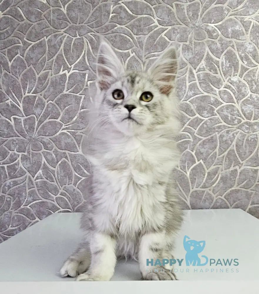 Glamour Maine Coon Male Black Silver Tabby Live Animals